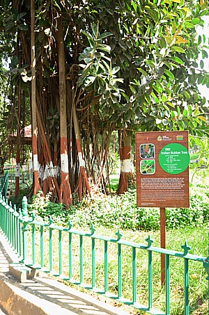 Indian Rubber Tree